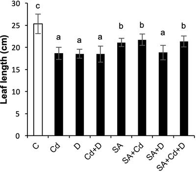 Salicylic acid alleviates the effects of cadmium and drought stress by regulating water status, ions, and antioxidant defense in Pterocarya fraxinifolia